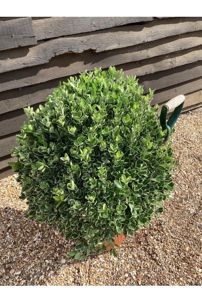 Бруслина ’Albomarginatus’  саджанець